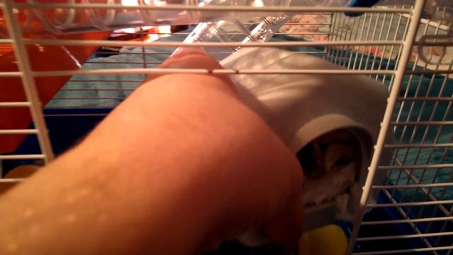 How to Tame A Russian Dwarf Hamster - Easy Way смотреть онлайн