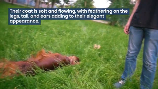 5 Fascinating Facts About Irish Setters смотреть онлайн