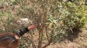 Буддлея Давида. Обрезка и уход.