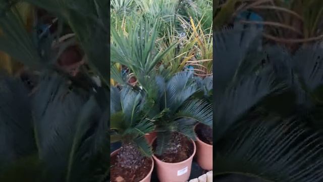 КАКИЕ ВИДЫ ПАЛЬМ БЫВАЮТ.ЦЕНЫ/QUE PALMERAS EXISTEN.VARIEDAD.PRECIOS.