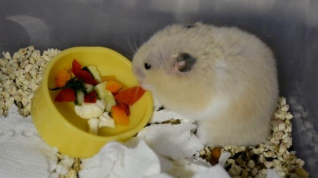 ВИДЫ ХОМЯЧКОВ | ПЕРЕДАЁМ ПРИВЕТЫ ПОДПИСЧИКАМ ★ смотреть онлайн