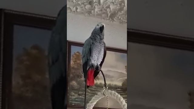 Поняла, как надо петь?! смотреть онлайн