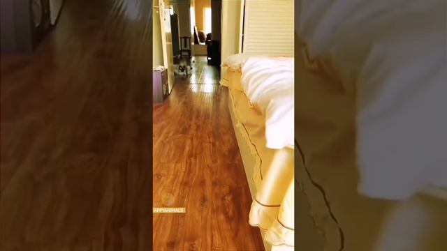 СМЕШНЫЕ КОТЫ?????