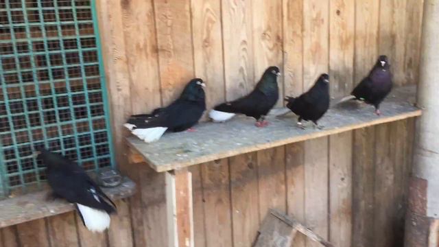 Николаевские голуби. В гостях у Фетисова Геннадия. Ялта (1) смотреть онлайн