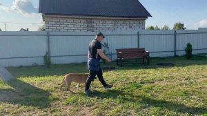 Стаффордширский терьер Трой (1 год)