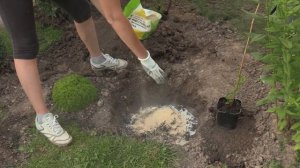 Магазинные клематисы-задохлики. Как реанимировать и высадить