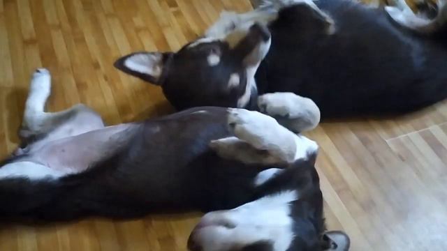 Встреча дома с нашими милыми животными. смотреть онлайн