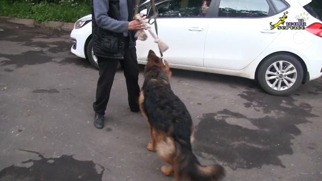 Собаки, ШОУ КЛАСС или РАБОЧЕЕ РАЗВЕДЕНИЕ: сравнение добычной реакции у двух щенков смотреть онлайн
