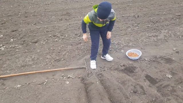 Как правильно лук посадить. смотреть онлайн