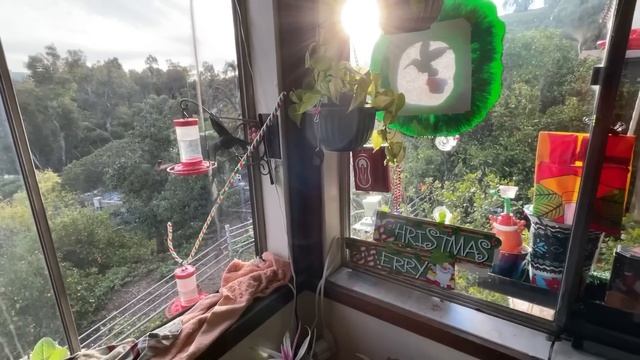 Warning on Hummingbirds ? NOT using Your Hummingbird Feeder Weather/Reasons KNOW the Nectar Recipe смотреть онлайн
