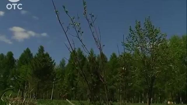 Белый тополь или пихта в Новосибирске выбирают дерево символ нашей области смотреть онлайн