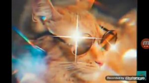 Я тигр | песня от симбочка пимбочки