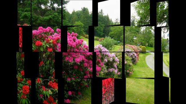Декоративные растения для участка: фото для вдохновения и идеи (Ornamental plants, garden photo) смотреть онлайн