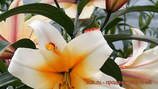 Лилия от-гибрид Хай Ти (lilium ot-hybrid high tea) ? Хай Ти обзор: как сажать, луковицы лилии Хай Т смотреть онлайн