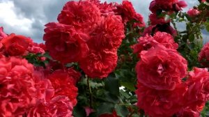 Розы серии Uetersen - любовь или разочарование?