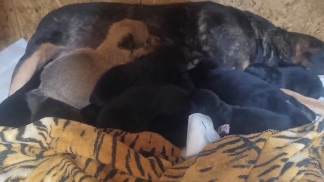 Приют переполнен, МЫ НА ГРАНИ... || The DORA shelter is overcrowded, the shelter barely survives... смотреть онлайн