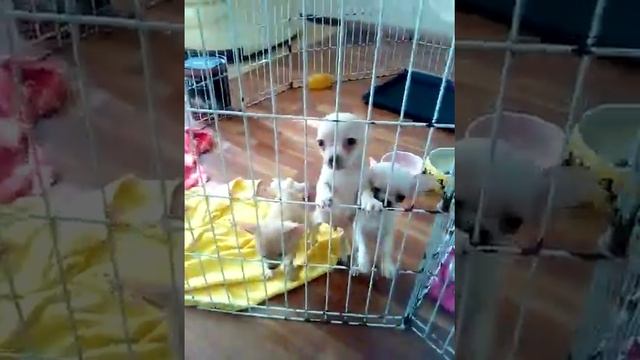 Мальчики Чихуахуа в продаже. Палевые стандартный недорого. Крем мини смотреть онлайн