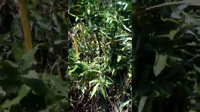 бамбук Абхазия панда смотреть онлайн