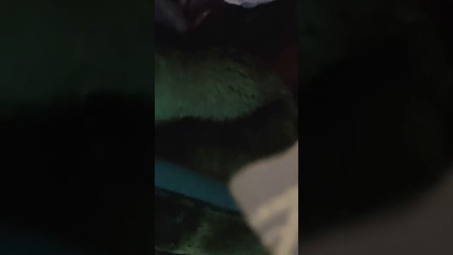 НАЙДИ ЕНОТА или сон без задних ног! смотреть онлайн