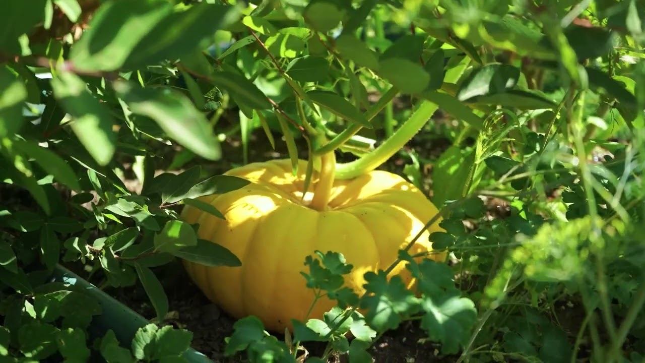 Подмосковные абрикосы | Сад и огород смотреть онлайн