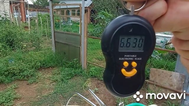 Вес бройлеров в 3 месяца при кормление бройлеров зерносмесью и мешанкой. Даже в жару растут хорошо! смотреть онлайн