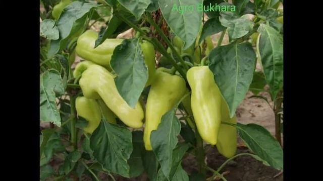 Flamingo F1. Болгарский перец. Pepper Flamingo. Фламинго F1. Перец.