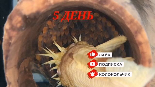 РАЗВИТИЕ ИКРЫ АНЦИСТРУСА ЗА 8 ДНЕЙ. смотреть онлайн