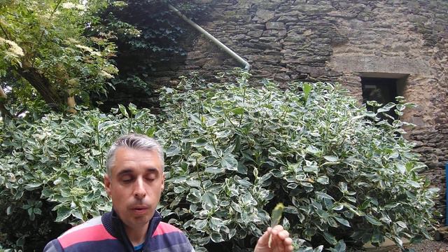 Hydrangea macrophylla 'Tricolor' смотреть онлайн
