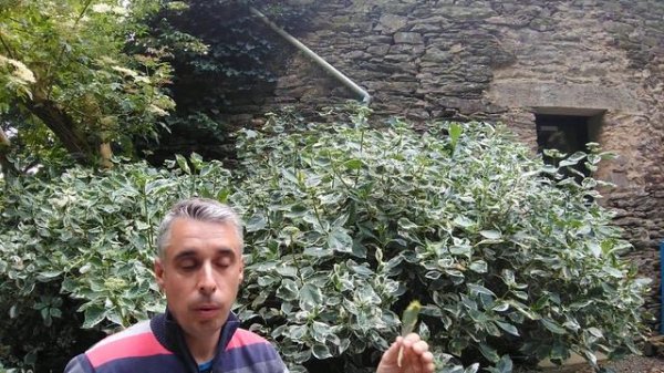 Hydrangea macrophylla 'Tricolor'