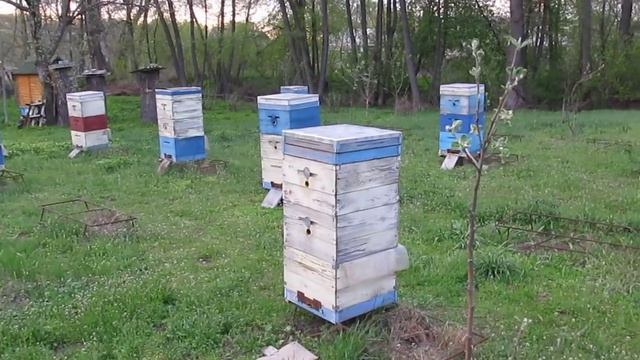 Двадцать дней работы маток после изоляции. 26.04.2018 г. смотреть онлайн