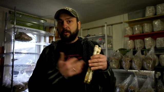 ВЁШЕНКА МИЦЕЛИЙ ИЗ ЧИСТОЙ КУЛЬТУРЫ купить смотреть онлайн