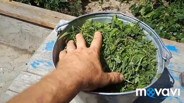 Почему я верю Богу. И при чем тут зелёная трава для кур. смотреть онлайн