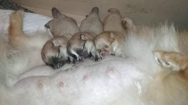 Щенки шпица сосут молоко смотреть онлайн