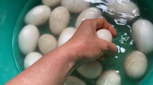 Дезинфекция гусиных яиц//Инкубация гусиных яиц