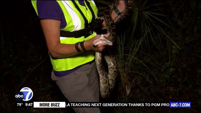 More Explores: PYTHON HUNTING (raw/unedited footage) смотреть онлайн