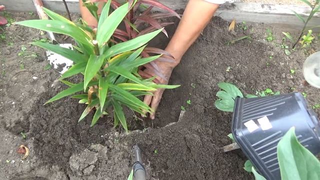 ПЕРЕСАДКА лилий "гнездом" смотреть онлайн