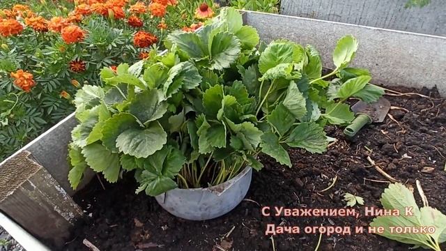 ПОСЛЕ ПОСАДКИ ОСЕНЬЮ КЛУБНИКА ЗАВАЛИТ ВАС УРОЖАЕМ ?? УХОД ПОСЛЕ ПОСАДКИ КЛУБНИКИ ОСЕНЬЮ видео смотреть онлайн