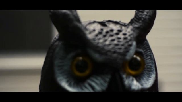 Woodpecker Destroying My Deck Short Film - Panasonic Lumix DMC GH2 смотреть онлайн