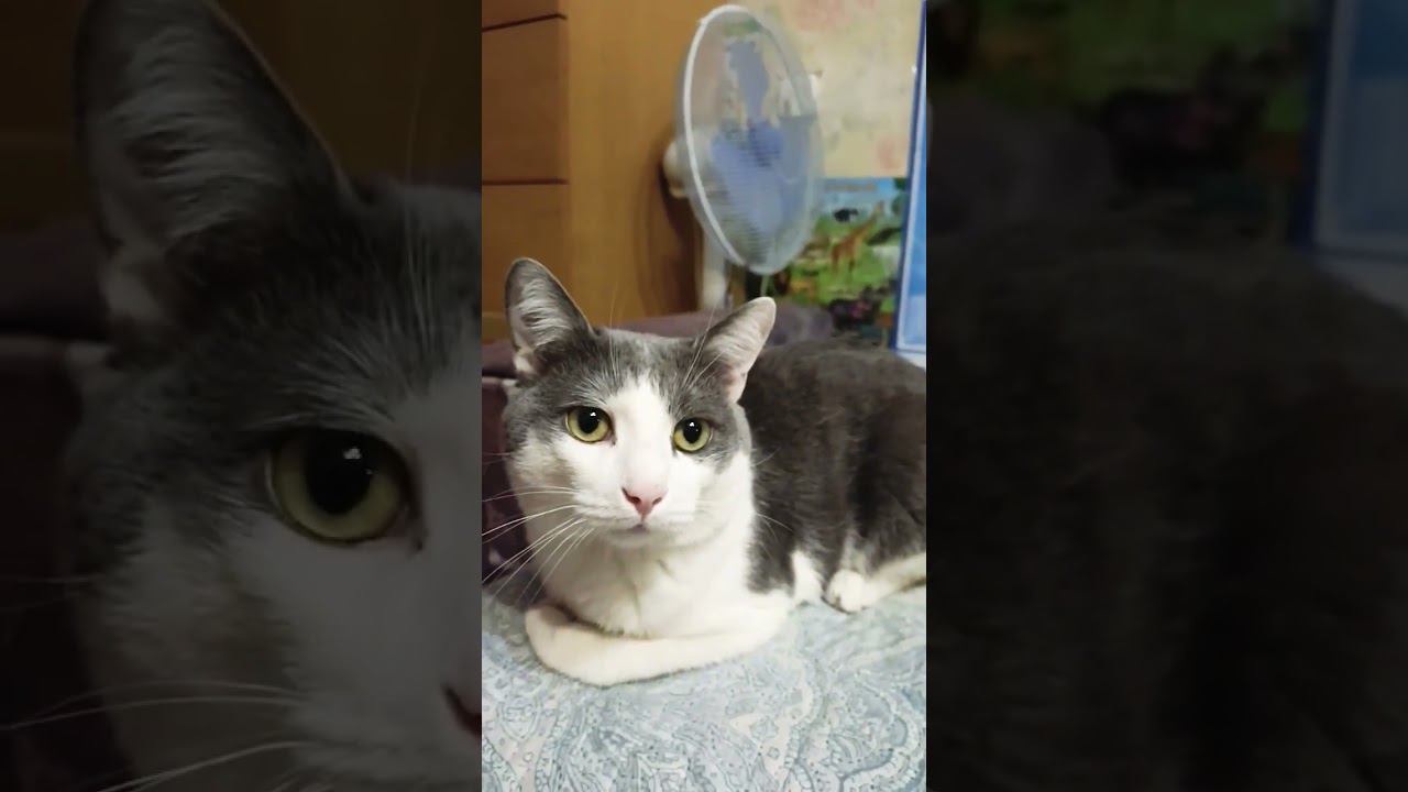 Дни недели.#мурзик #кот #питомец #лайк #котики #приколы #юмор #животные #днинедели #весело #видео смотреть онлайн