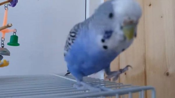 Фиона vs Дейзи./БОЛЬШОЙ КОНЦЕРТ.😁