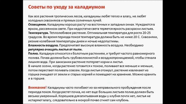 каладиум смотреть онлайн