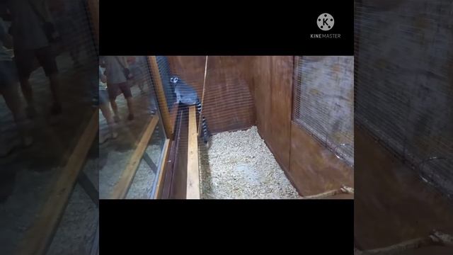 Влог:Отдых в Анапе!Акеанариум.Зоопарк.Дом динозавров. смотреть онлайн