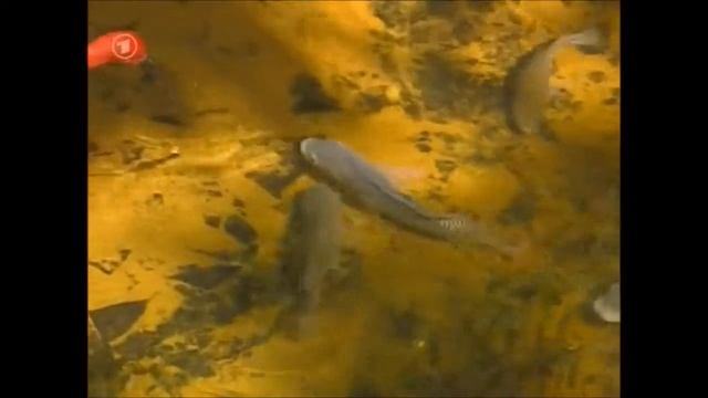 Водопады Игуасу смотреть онлайн