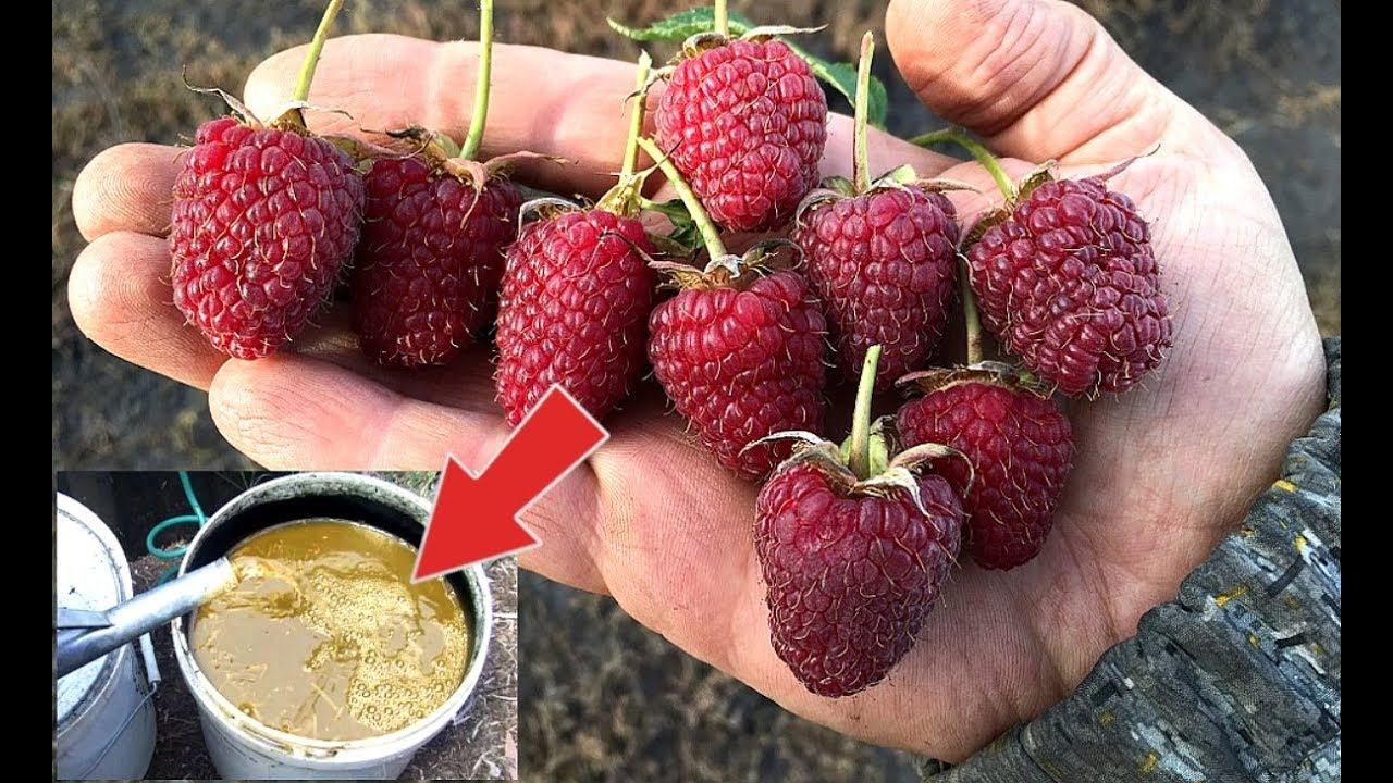 Ремонтантная малина усыпана ягодами от такой подкормки! Чем подкормить малину в августе? смотреть онлайн