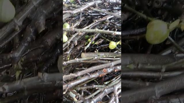 Лучшие сорта инжира. Морозостойкий инжир. Best cold hardy fig varieties. #shorts #ficuscarica смотреть онлайн