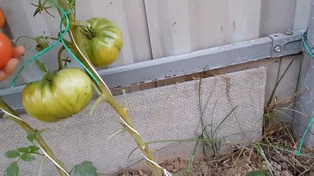 Томат Дикая роза (пересорт?) 13.08.22 смотреть онлайн