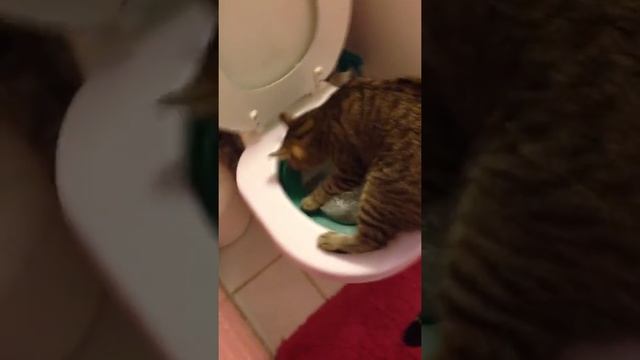 Котенок ходит в туалет на унитаз, уговор ! смотреть онлайн