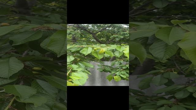 ВЕСНА смотреть онлайн