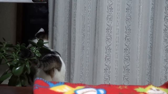 【夜ののらとくーは追いかけっこなんかもして楽しそう】Cats and dogs are interesting to the chasing. смотреть онлайн