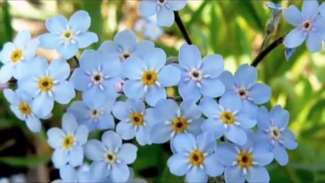 Ф.Шопен. Вальс сі - мінор. смотреть онлайн